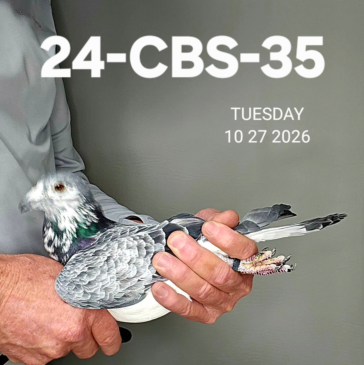 24-CBS-35 Grizzle cock. Son "Ironsides" from our breeding loft.