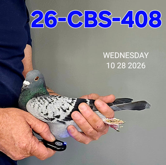 26-CBS-408 Light check cock. Dam is inbred granddaughter "990".