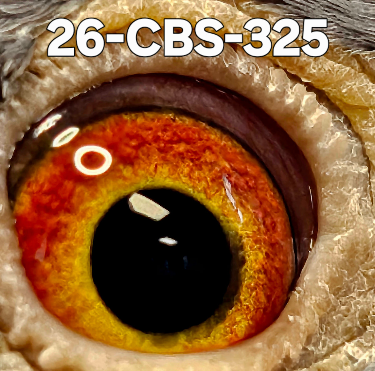 26-CBS-325 Blue check white flight cock. 019 Janssen. FOUNDATION QUALITY!!