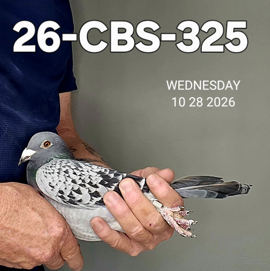 26-CBS-325 Blue check white flight cock. 019 Janssen. FOUNDATION QUALITY!!