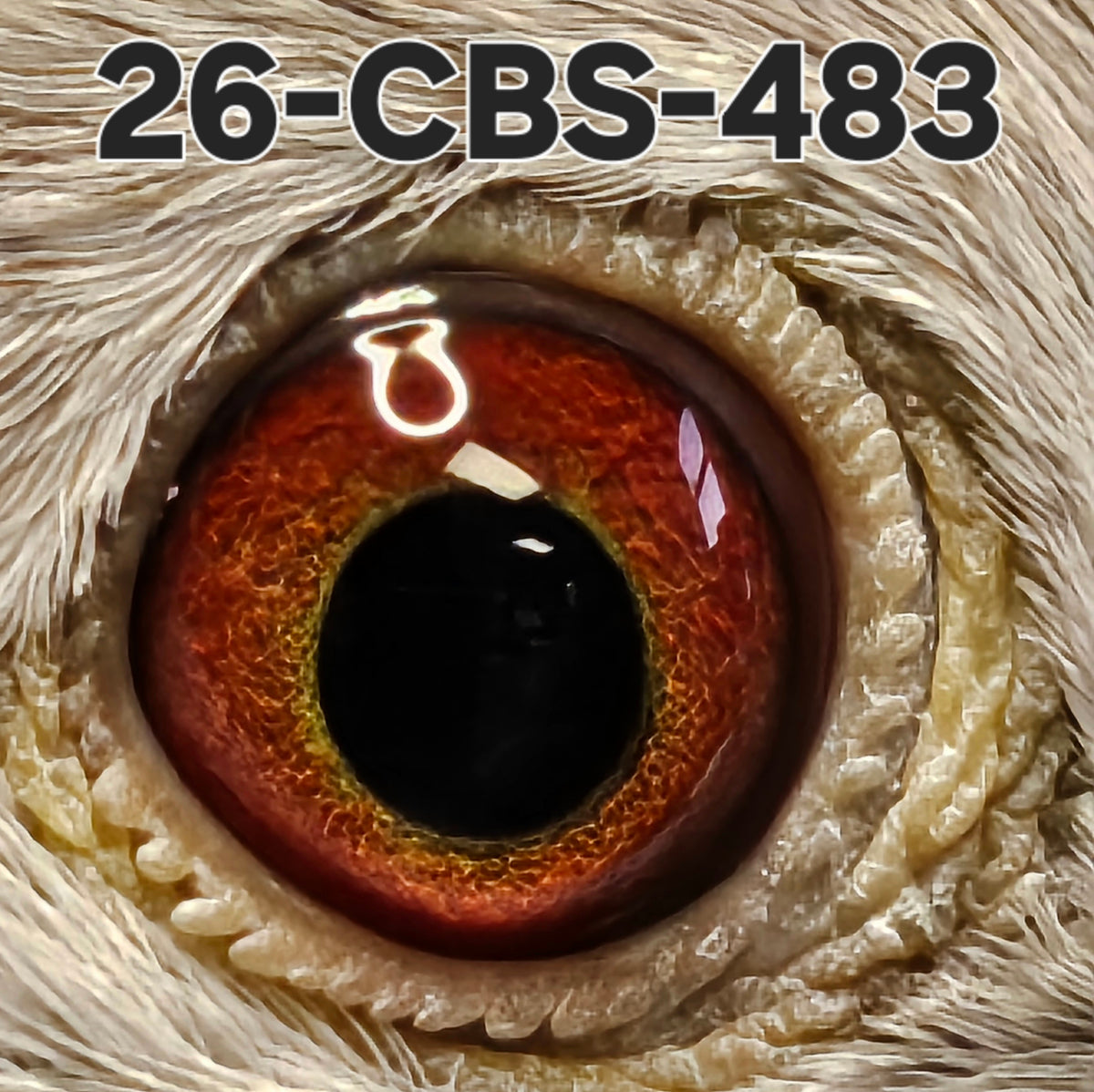 26-CBS-483 Red check cock. Grandson "Bellatrix".