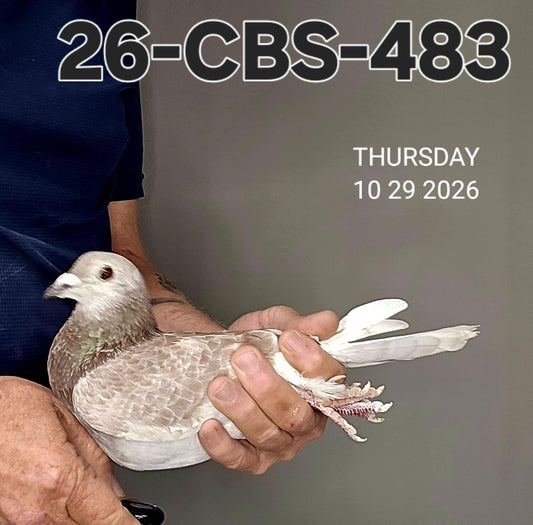 26-CBS-483 Red check cock. Grandson "Bellatrix".