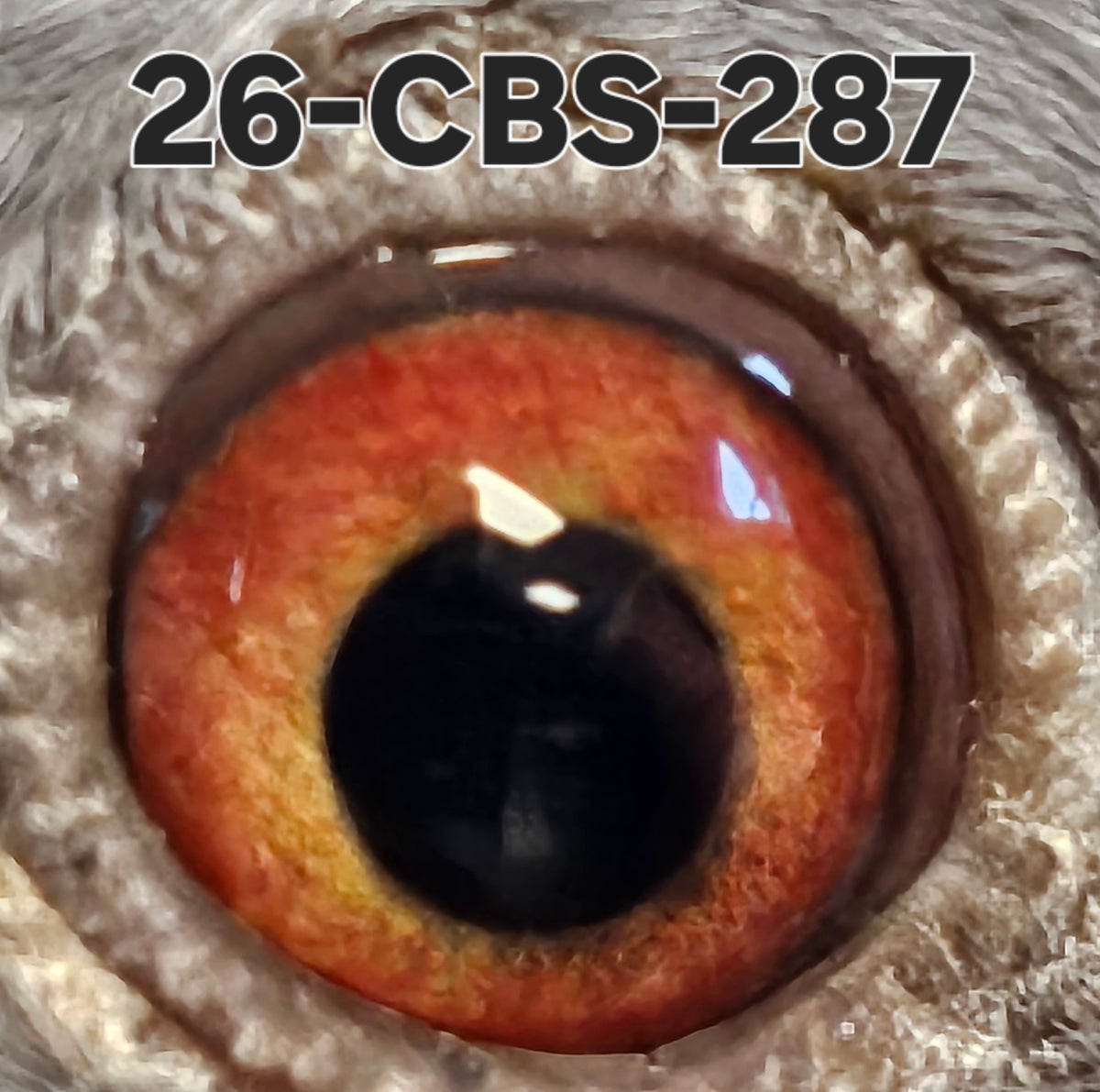 26-CBS-287 Light check cock. Kittel & DiCaprio!! FOUNDATION QUALITY!!