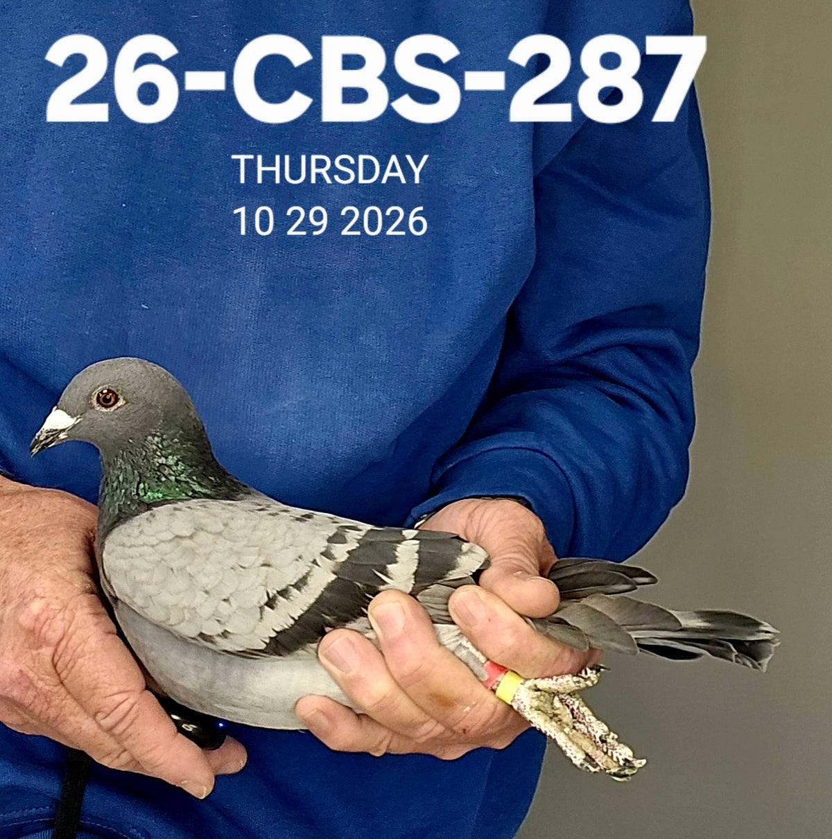 26-CBS-287 Light check cock. Kittel & DiCaprio!! FOUNDATION QUALITY!!