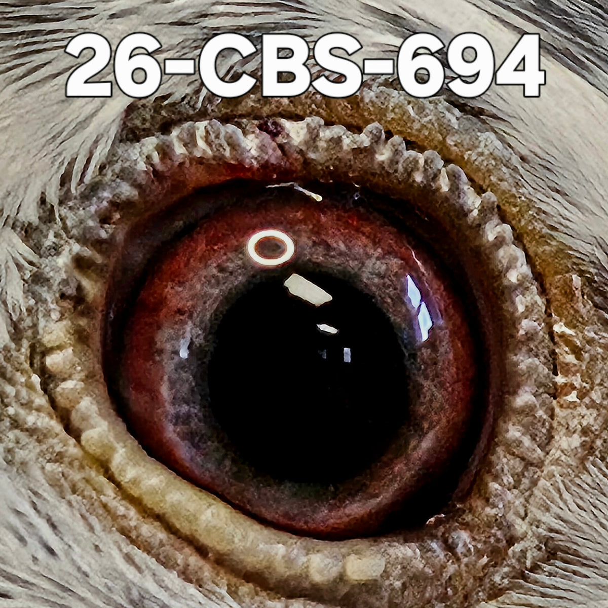 26-CBS-694 Grizzle hen. Double granddaughter "Ironsides" 4x 1st!!