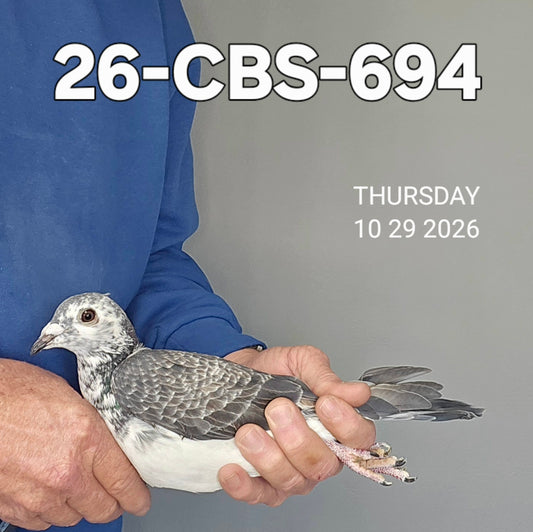 26-CBS-694 Grizzle hen. Double granddaughter "Ironsides" 4x 1st!!