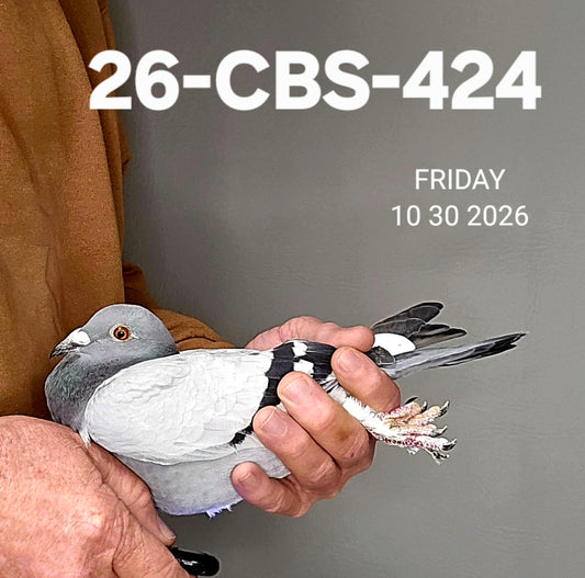 26-CBS-424 Blue white flight hen. Feather foot. Janssen & Dirk Van Dyck.