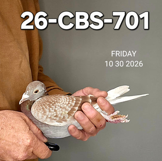 26-CBS-701 Red check hen. Van Elsacker & Stefaan Lambrechts.