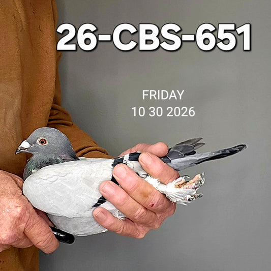 26-CBS-651 Blue cock. Feather foot. 019 Janssen.