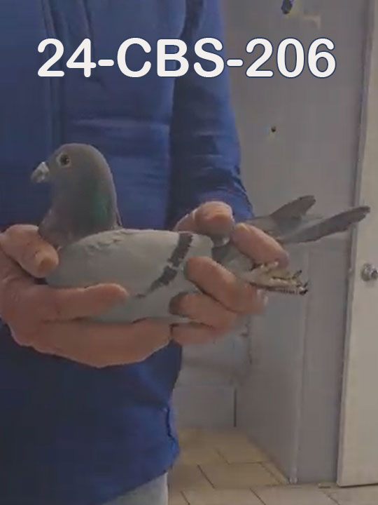 24-CBS-206 Blue cock. Vandenabeele.