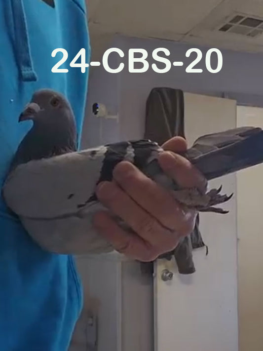 24-CBS-20 Blue hen. Sire is a super producer.