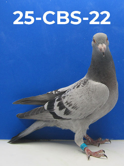 25-CBS-22 LC Squeaker