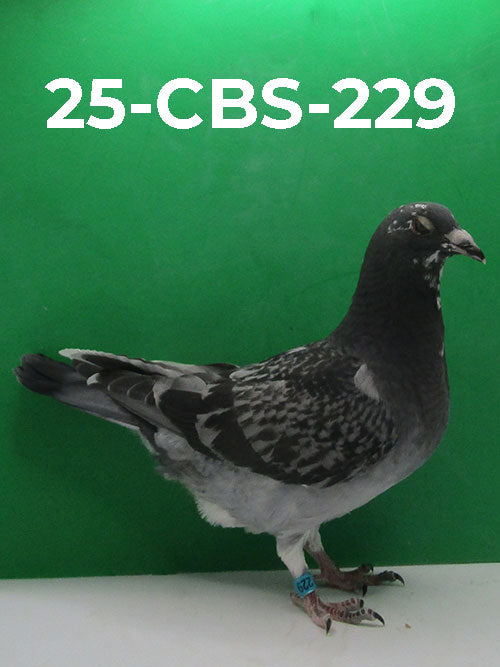 25-CBS-229 BCSP. Breed or fly!