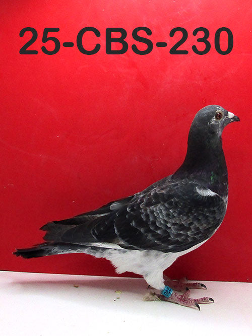 25-CBS-230 Grizzle Cock.