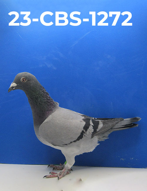 23-CBS-1272 Blue Cock