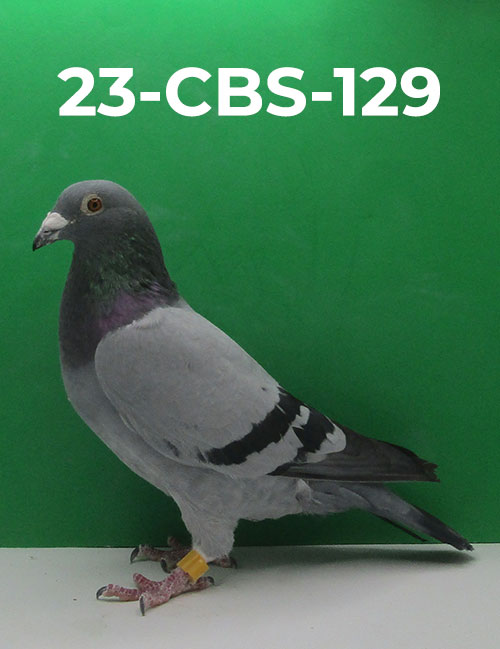 23-CBS-129 Blue Cock