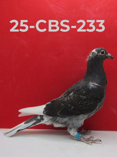 25-CBS-233 BCSP