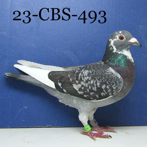 23-CBS-493 BCSP H