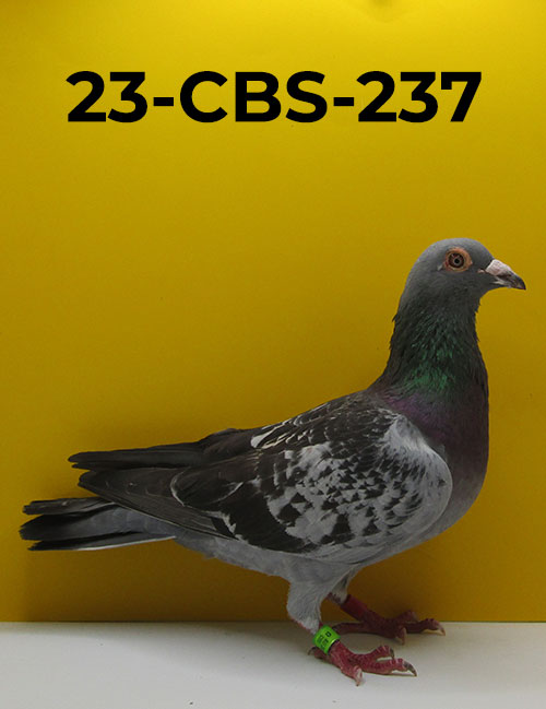 All Page 2 CBS Pigeon