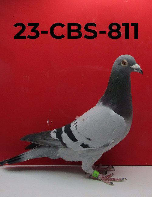 23-CBS-811 BB Cock.  Super breeding on this one.