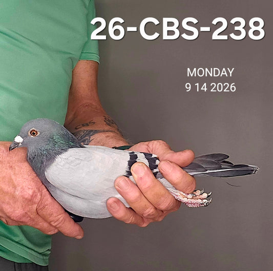 26-CBS-238 Blue hen. Granddaughter "Triple DiCaprio". The best of Dirk Van Dyck.