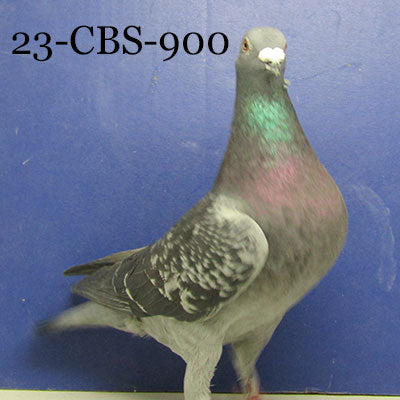 23-CBS-900 BC C