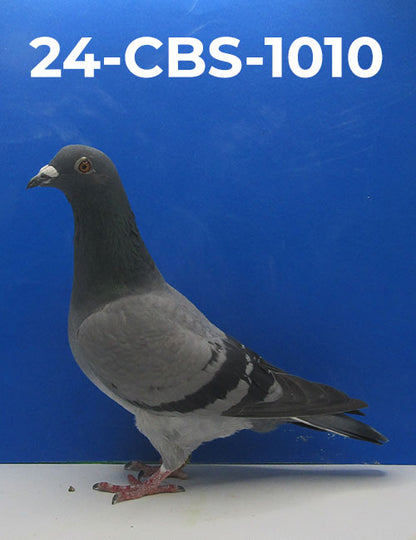 24-CBS-1010 BB Hen