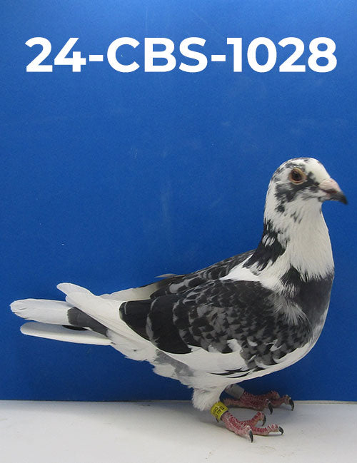 24-CBS-1028 BCSP Hen. 019 Janssen.