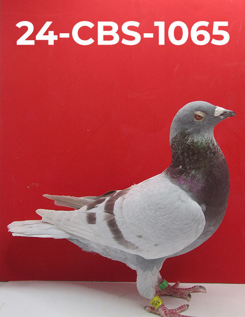 24-CBS-1065 Silver Cock. Stefaan Lambrechts.