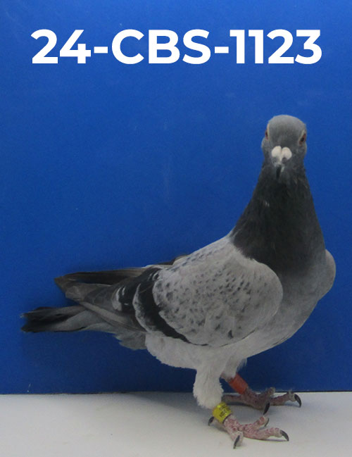 24-CBS-982 Kaasboer Cock