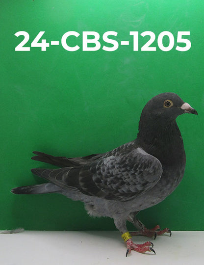 24-CBS-1205 Blue Check Cock. 019 Janssen