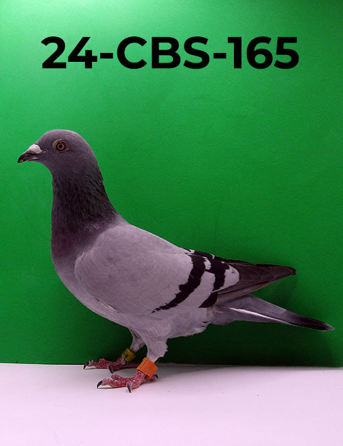 24-CBS-165 BB H. Excellent hen from lines of Rudi De Saer/ Marc & Geert Pollin.