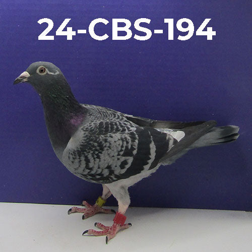 24-CBS-194 BCSP Hen.