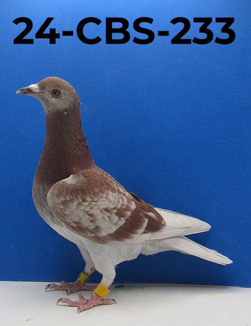 24-CBS-233 RC Cock. Inbred "Rode Kannibaal".