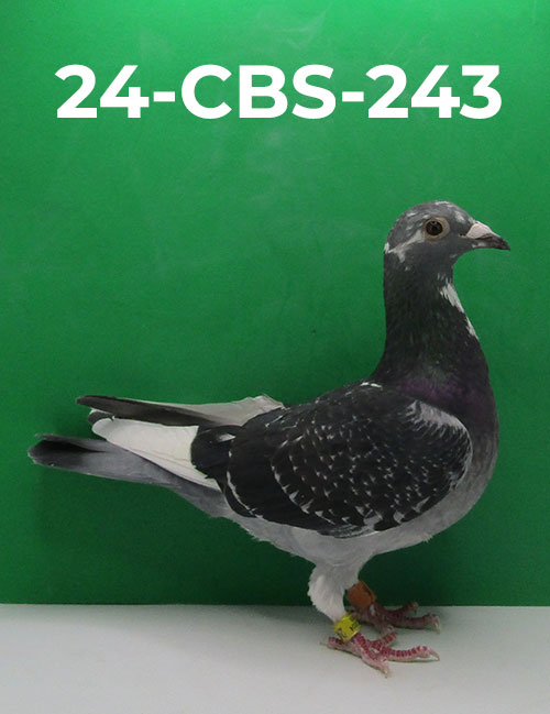 24-CBS-243 DCSP Hen