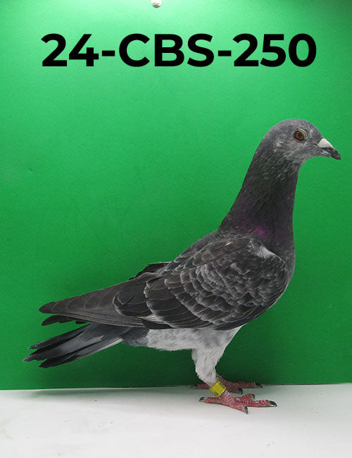 24-CBS-250 Grizzle Cock