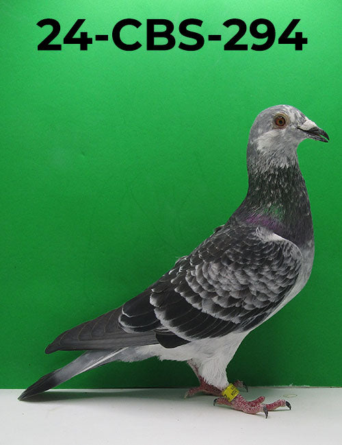 All CBS Pigeon