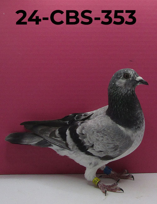 Birds For Sale Page 2 CBS Pigeon