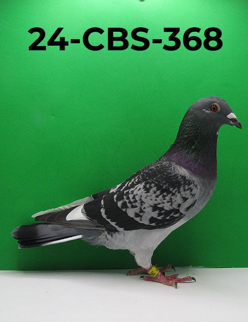 24-CBS-368 BCWF C