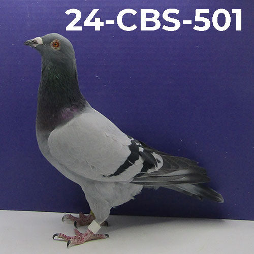 24-CBS-501 BB Cock. Grandson "Vindex"