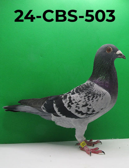 24-CBS-503 LC Cock