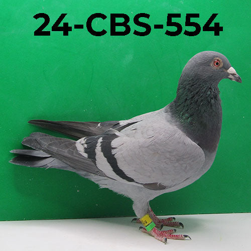 24-CBS-554 BB Cock. Gaby Vandenabeele.