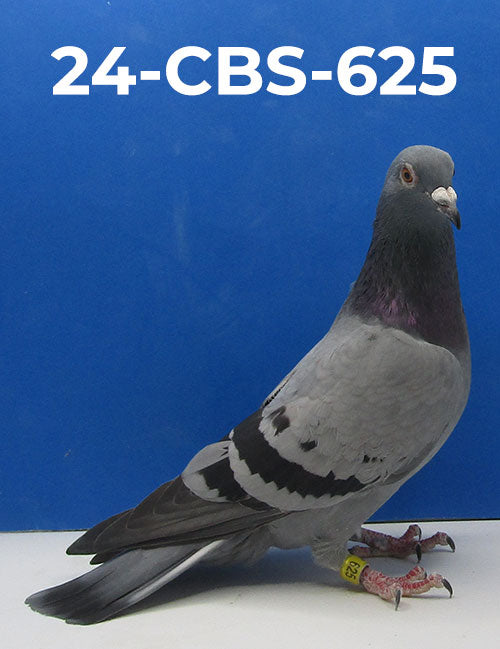 24-CBS-625 BB Hen. Excellent Gaby Vandenabeele.