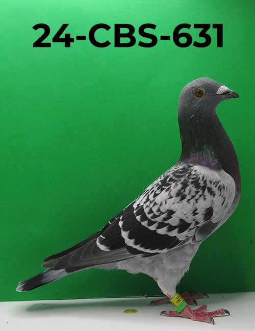 24-CBS-631 LC Cock