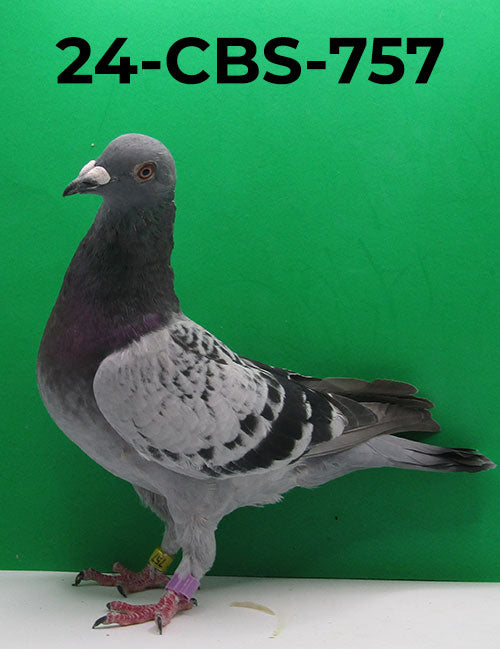 Birds For Sale Page 2 CBS Pigeon