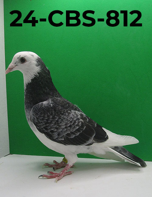 24-CBS-812 Grizzle Splash Cock