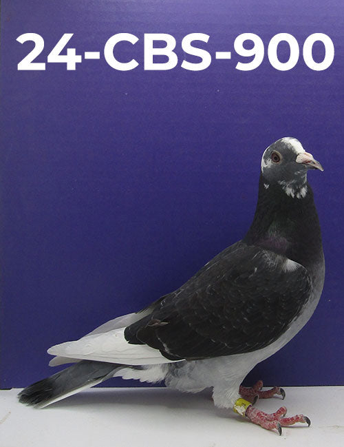 24-CBS-900 Dark Check Splash Hen. The best of Dirk Van Dyck.