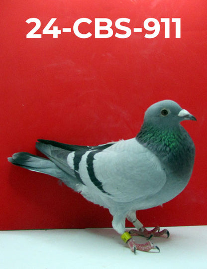 24-CBS-911 BB Cock. Dam is a super breeder. Dam of 1st Ace pigeon combine.