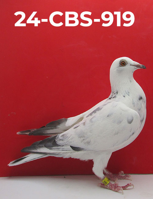 Birds For Sale CBS Pigeon