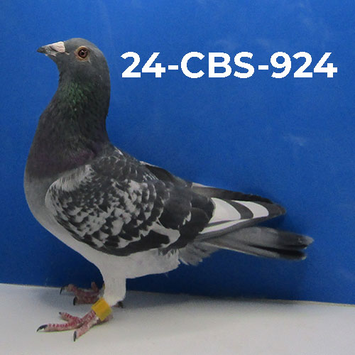 24-CBS-924 BCWF Cock